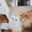 뜰 | 고양이 초상화 후기 비뜰리에 극사실주의의 귀여운 고양이그림