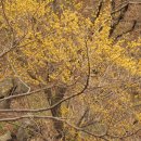 나무와나무 이미지