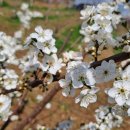 로타리 꽃농원 이미지