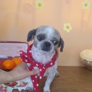 늘, 예쁘개 이미지