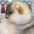 Pom생Pom사 이미지