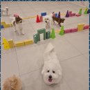 리본반려견 유치원 이미지