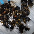 도봉-도봉-서울도봉-2349 이미지