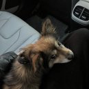 다올동물병원 | 유기견 발견 양산동 다올 동물병원 후기