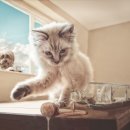 몽이냥이 이미지