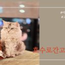 호수로 간 고양이 이미지