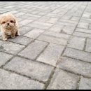 광주강아지분양 펫블리 애견 샵 이미지