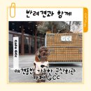 문화애견 | 군산회관 애견동반 카페 GCc 후기 ㅡ 반려견과 함께 즐기는 군산 복합문화공간