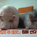 소장도