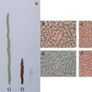 방사무늬김 인공 녹색 변이주 (green mutant Y-G001) 이미지