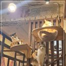 청주고양이입양지원센터 애니멀공화국 이미지