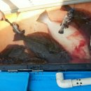 금강낚시 이미지