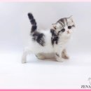 광주고양이분양 제나캣 광주점 | 광주 고양이분양 전문 광주고양이분양 제나캣 광주점에서 만난 건강하고 사랑스러운 아가들