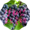 초지로1 이미지