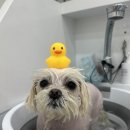 슈멍드아 이미지