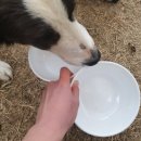 위대한견생 이미지