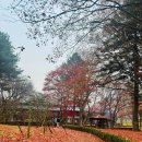 호텔정관루본관 | 남이섬 숙소 호텔정관루 조식 뷔페 후기 아일래나라운지