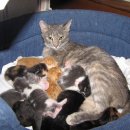 송 동물의료센터 이미지