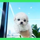 도그플러스 애견미용 이미지