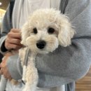 pet17러9202 | [후기] 5개월 강아지와 제주여행 (feat. 티웨이 항공)