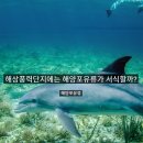 돌고래가 사라진 바다에 대한 책임은 누가 지나요? 이미지