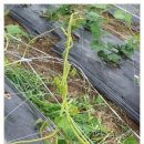 신가네농장 이미지