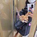 마이쏭 펫샵 이미지