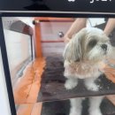 핑크멍 | 청주강아지수중재활 동남지구 헬스멍 수중트레드밀 슬개골탈구운동 후기