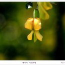 홍릉 수목원의 화사한 봄꽃들 이미지
