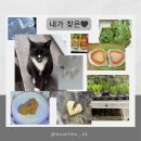 이혜승 | [인디펍] 이혜승 사진집 『하트책』, '다양한 순간에 존재하는 다양한 하트들🤍'(독립출판 서포터즈 52기)