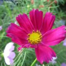 영주수도리박덕우가옥 이미지