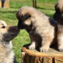 강아지집 이미지