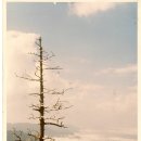 한국의 산문화. 이미지