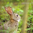 산토끼 이미지