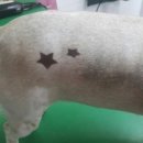 뿌리네 애견샵 이미지