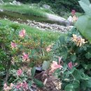 꽃향기민박 이미지