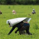 반도특수가스 이미지