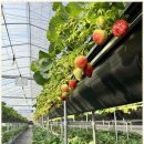 진정농장 이미지