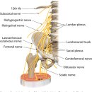 바디리셋 이미지