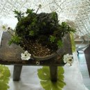 이베리스 이미지