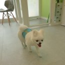 메모리펫살롱 이미지