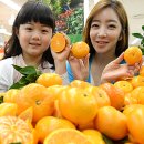 돌빌레 이미지