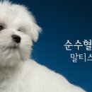 도그365 이미지