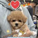 계림동물병원