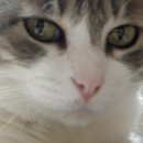 멋진 고양이 이미지