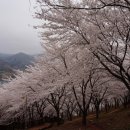 봉황산 공원 이미지