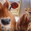 요한목장 이미지