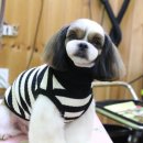 마미펫살롱 이미지
