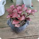 대조-003 이미지