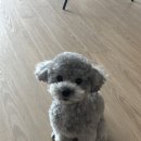 장미미용실건너 | 굳이 날짜 순으로 올리려하니 밀리지